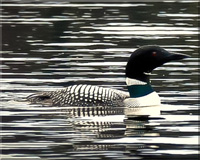 Call Of The Loon